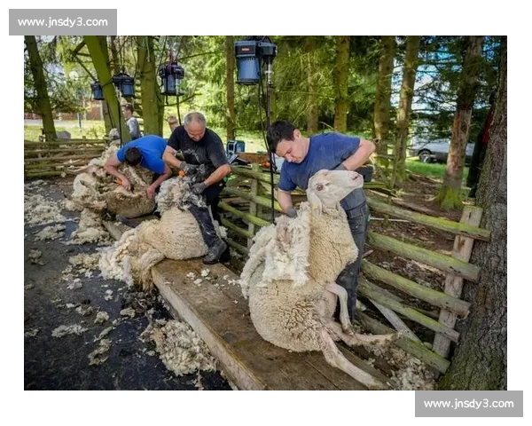 剃羊毛比赛:挑战速度与技巧的极限,展现农牧技艺与团队合作精神 剃羊毛比赛:挑战速度与技巧的极限,展现农牧技艺与团队合作精神