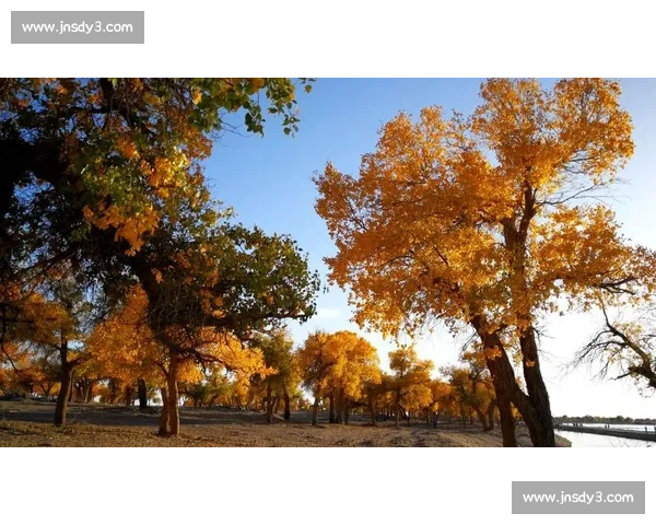 在队列比赛的清晨记录一段坚持与速度的成长故事与回忆的点滴感悟