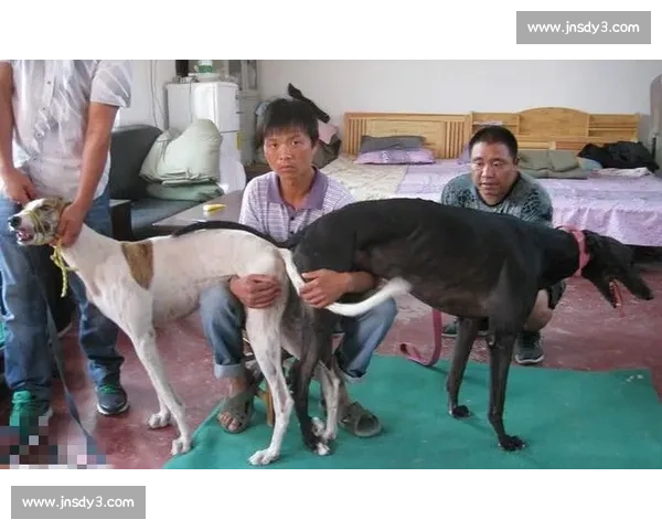 布瑞特李精彩比赛瞬间全程回顾与技术解析视频